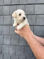 Big Boy, a male Schnoodle for sale in Broadway, NC – Photo 3 of 4