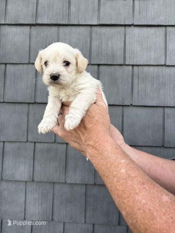 Big Boy – Schnoodle puppy for sale in Broadway, NC