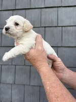 Big Boy, a male Schnoodle for sale in Broadway, NC – Photo 2 of 4