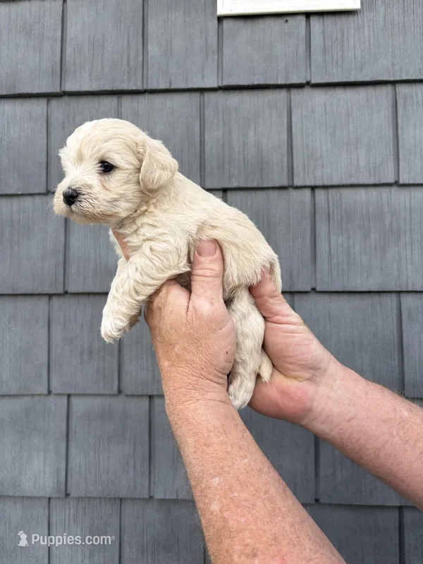 Snowball – Schnoodle puppy for sale in Broadway, NC