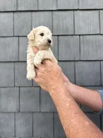 Snowball, a male Schnoodle for sale in Broadway, NC – Photo 2 of 3