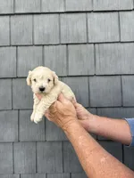 Snowball, a male Schnoodle for sale in Broadway, NC – Photo 3 of 3