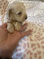 Mocha, a male Schnoodle for sale in Broadway, NC – Photo 3 of 4