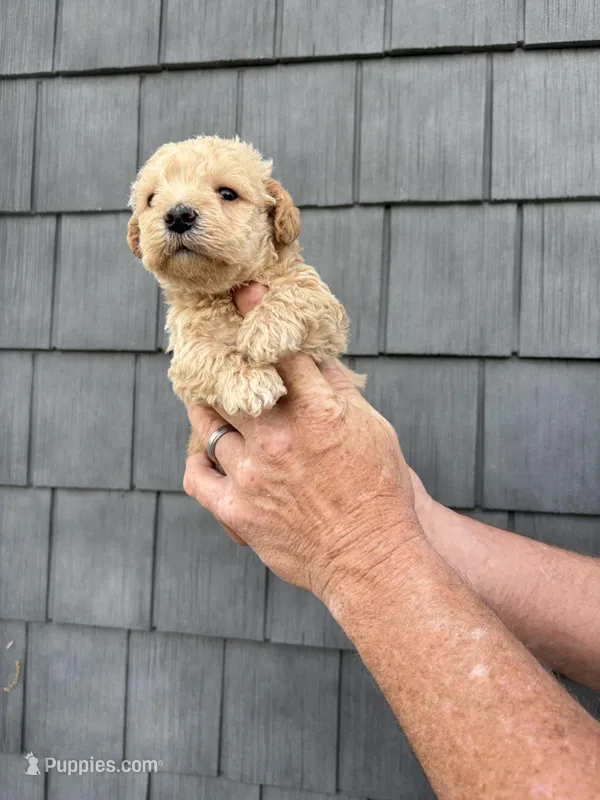 Mocha – Schnoodle puppy for sale in Broadway, NC