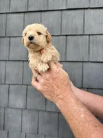 Mocha, a male Schnoodle for sale in Broadway, NC – Photo 1 of 4