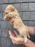 Mocha, a male Schnoodle for sale in Broadway, NC – Photo 2 of 4