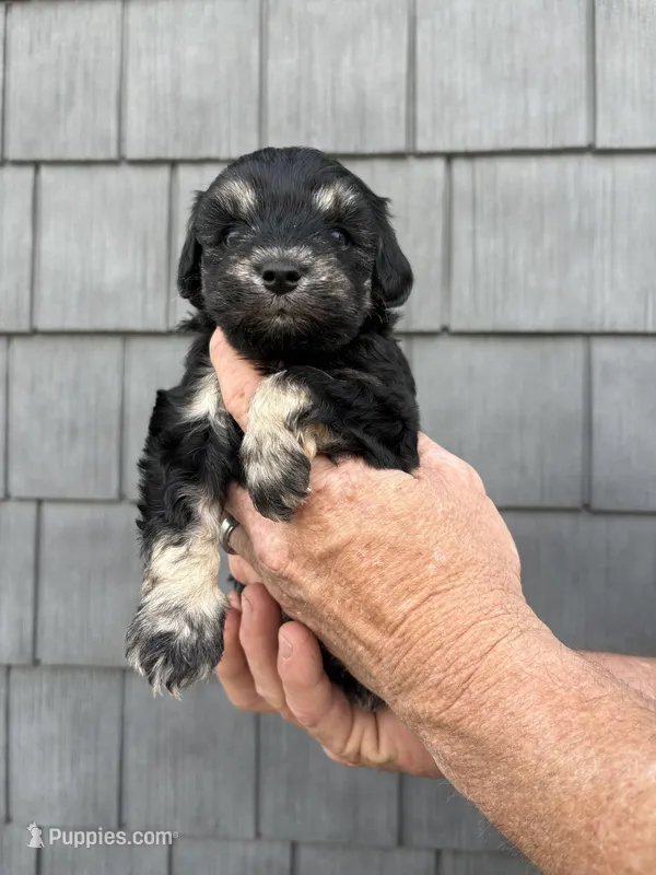 Brownie  – Schnoodle puppy for sale in Broadway, NC