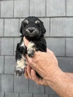 Brownie , a female Schnoodle for sale in Broadway, NC – Photo 1 of 3