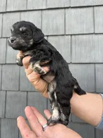 Brownie , a female Schnoodle for sale in Broadway, NC – Photo 2 of 3