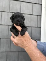 Pepper, a female Schnoodle for sale in Broadway, NC – Photo 2 of 4