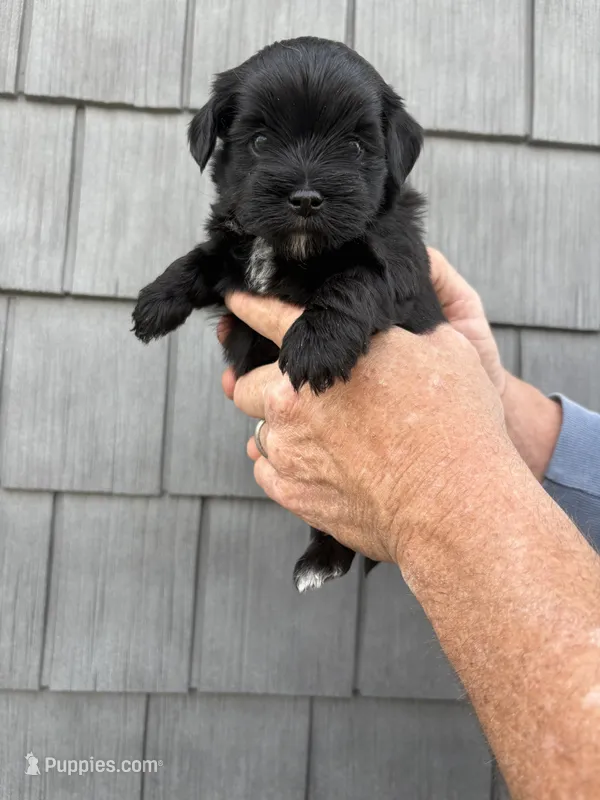 Pepper – Schnoodle puppy for sale in Broadway, NC