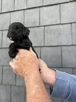 Pepper, a female Schnoodle for sale in Broadway, NC – Photo 3 of 4