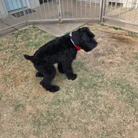 Brigsley , a male Giant Schnauzer for sale in Dallas, TX – Photo 2 of 3