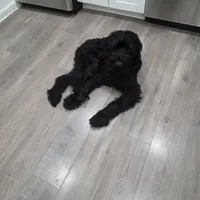 Brigsley , a male Giant Schnauzer for sale in Dallas, TX – Photo 3 of 3