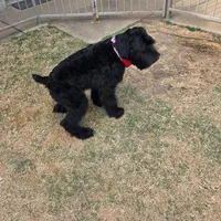 Brigsley , a male Giant Schnauzer for sale in Dallas, TX – Photo 1 of 3