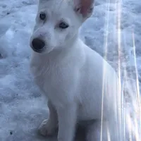 Glacier Blue, a female Siberian Husky for sale in St. Paul, MN – Photo 1 of 3