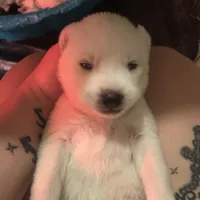 Glacier Blue, a female Siberian Husky for sale in St. Paul, MN – Photo 3 of 3