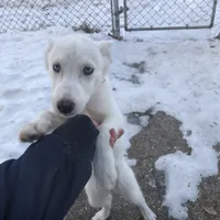 Glacier Blue, a female Siberian Husky for sale in St. Paul, MN – Photo 2 of 3