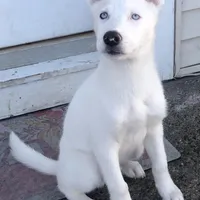 Bear, a male Siberian Husky for sale in St. Paul, MN – Photo 3 of 3