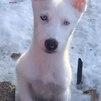 Bear, a male Siberian Husky for sale in St. Paul, MN – Photo 1 of 3