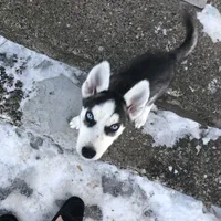 Skittle, a female Siberian Husky for sale in St. Paul, MN – Photo 2 of 4