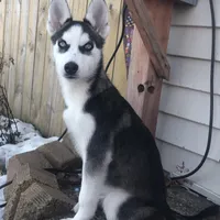 Skittle, a female Siberian Husky for sale in St. Paul, MN – Photo 1 of 4