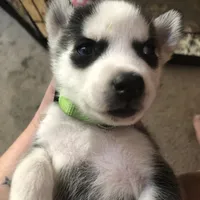 Skittle, a female Siberian Husky for sale in St. Paul, MN – Photo 4 of 4