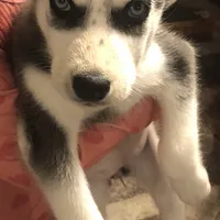 Skittle, a female Siberian Husky for sale in St. Paul, MN – Photo 3 of 4