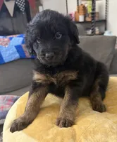 Rowdy, a male Aussiedoodle and Labradoodle for sale in Taft, CA – 4 of 8