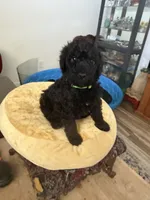 Teddy, a male Aussiedoodle and Labradoodle for sale in Taft, CA – 8 of 8