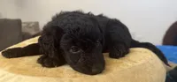 Stella , a female Aussiedoodle and Labradoodle for sale in Taft, CA – 6 of 8