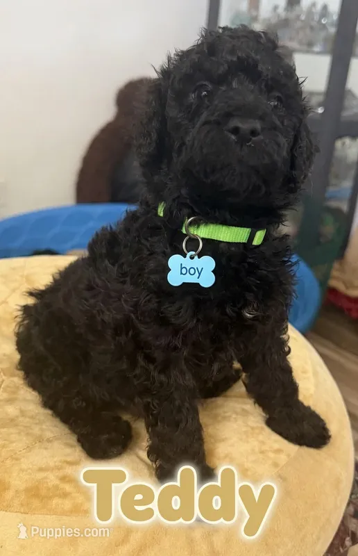 Teddy – Aussiedoodle, Labradoodle puppy for sale in Taft, CA