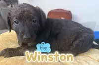 Winston, a male Aussiedoodle and Labradoodle for sale in Taft, CA – 1 of 7