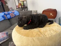 Cinnamon , a female Aussiedoodle and Labradoodle for sale in Taft, CA – 3 of 9