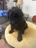 Teddy, a male Aussiedoodle and Labradoodle for sale in Taft, CA – 2 of 8