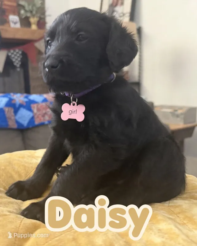 Daisy – Aussiedoodle, Labradoodle puppy for sale in Taft, CA