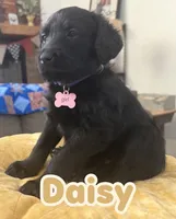 Daisy, a female Aussiedoodle and Labradoodle for sale in Taft, CA – 1 of 4
