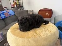Cinnamon , a female Aussiedoodle and Labradoodle for sale in Taft, CA – 4 of 9