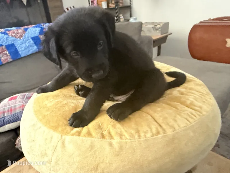 Stella  – Aussiedoodle, Labradoodle puppy for sale in Taft, CA