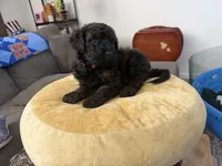 Cinnamon , a female Aussiedoodle and Labradoodle for sale in Taft, CA – 2 of 9