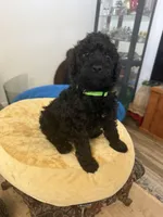 Teddy, a male Aussiedoodle and Labradoodle for sale in Taft, CA – 4 of 8