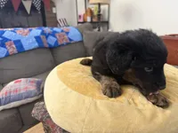 Rowdy, a male Aussiedoodle and Labradoodle for sale in Taft, CA – 8 of 8