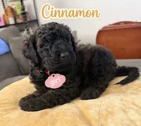 Cinnamon , a female Aussiedoodle and Labradoodle for sale in Taft, CA – 1 of 9