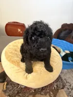 Mabel, a female Aussiedoodle and Labradoodle for sale in Taft, CA – 2 of 5