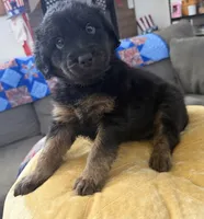 Rowdy, a male Aussiedoodle and Labradoodle for sale in Taft, CA – 3 of 8