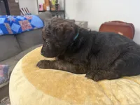 Winston, a male Aussiedoodle and Labradoodle for sale in Taft, CA – 4 of 7