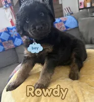 Rowdy, a male Aussiedoodle and Labradoodle for sale in Taft, CA – 1 of 8