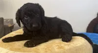 Stella , a female Aussiedoodle and Labradoodle for sale in Taft, CA – 4 of 8