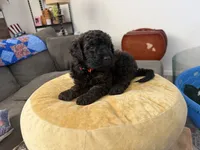 Cinnamon , a female Aussiedoodle and Labradoodle for sale in Taft, CA – 9 of 9