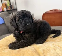 Cinnamon , a female Aussiedoodle and Labradoodle for sale in Taft, CA – 5 of 9